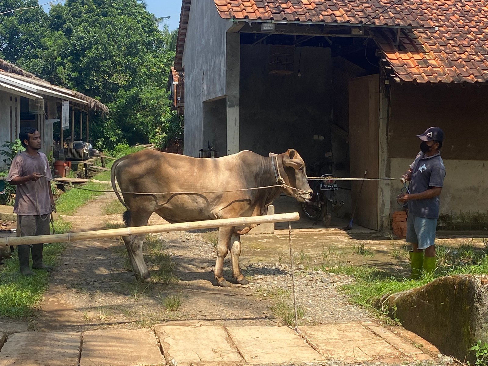 Sapi 10